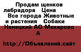 Продам щенков лабрадора › Цена ­ 20 000 - Все города Животные и растения » Собаки   . Ненецкий АО,Макарово д.